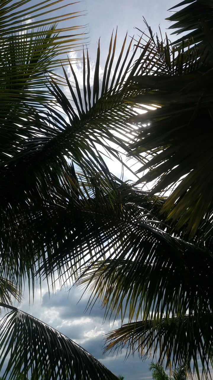 palms