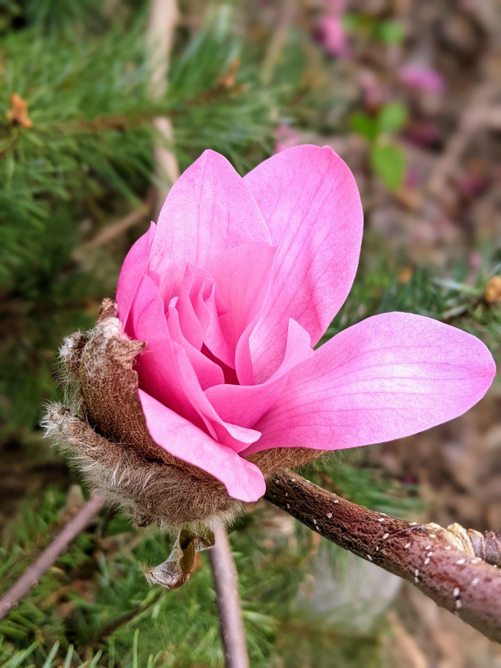 pink magnolia