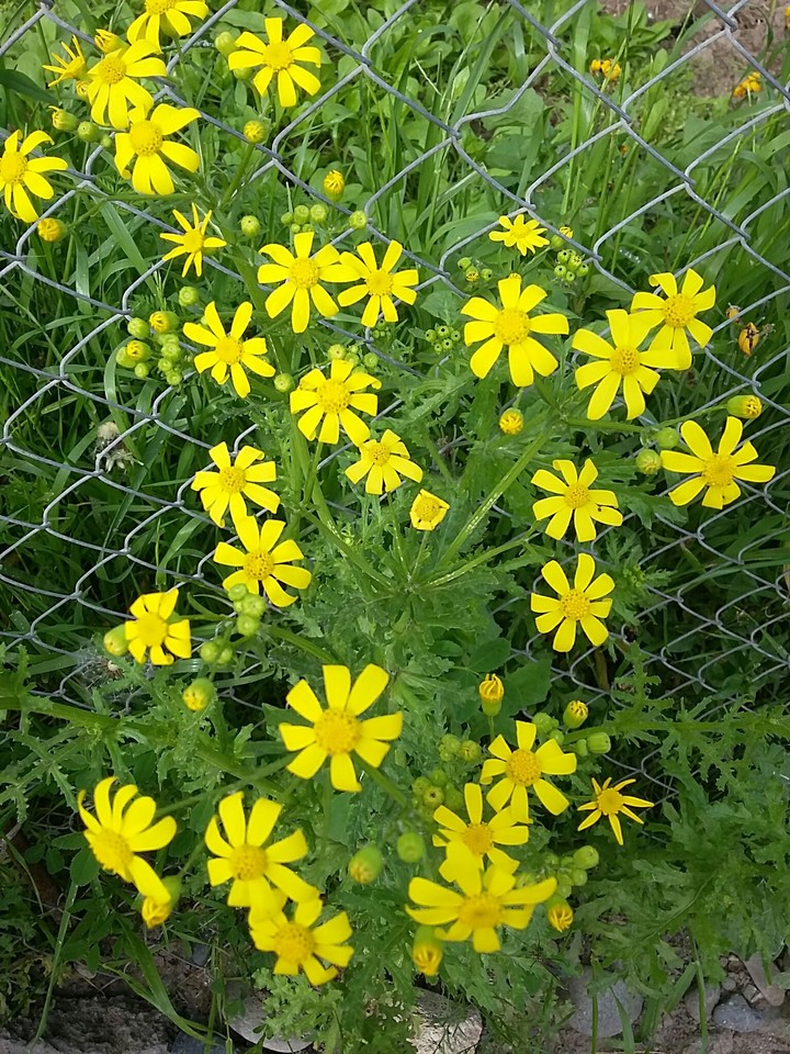 yellow