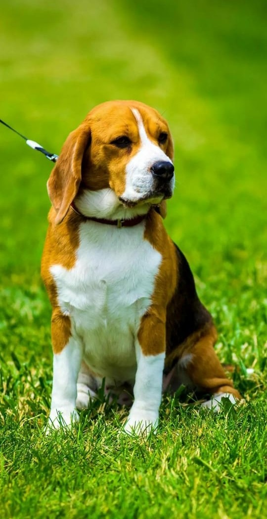 lovely dog