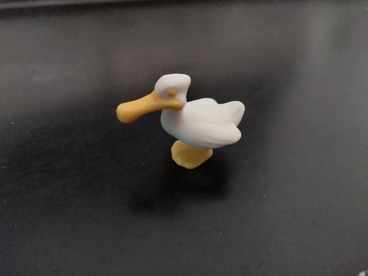 waiting duck