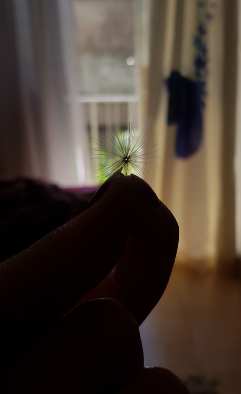 Dandelion