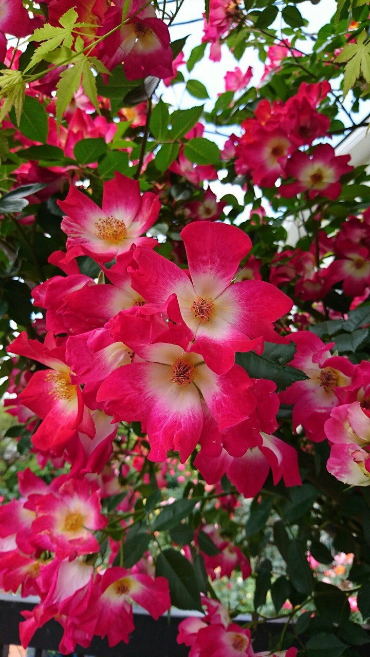 flowers