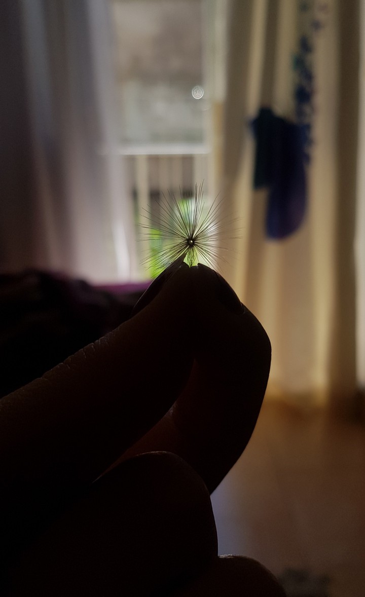 Dandelion