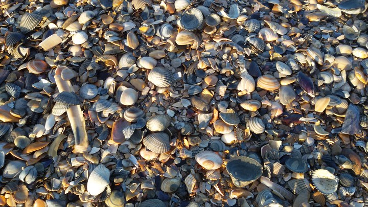 Muscheln