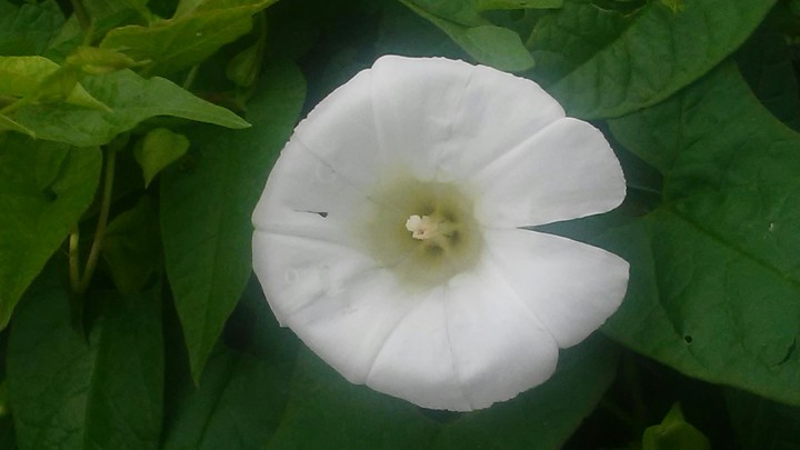 Morning Glory