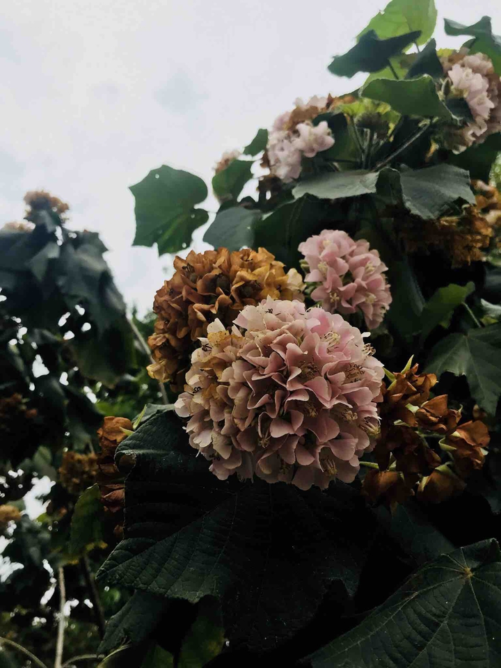 nature beauty