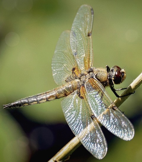 sfondi odonata, Close-up