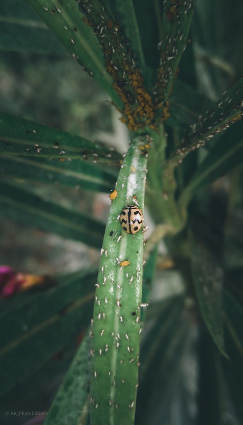 Nature
