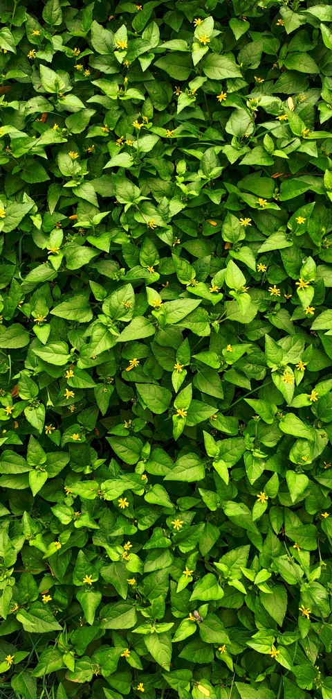 Go Green