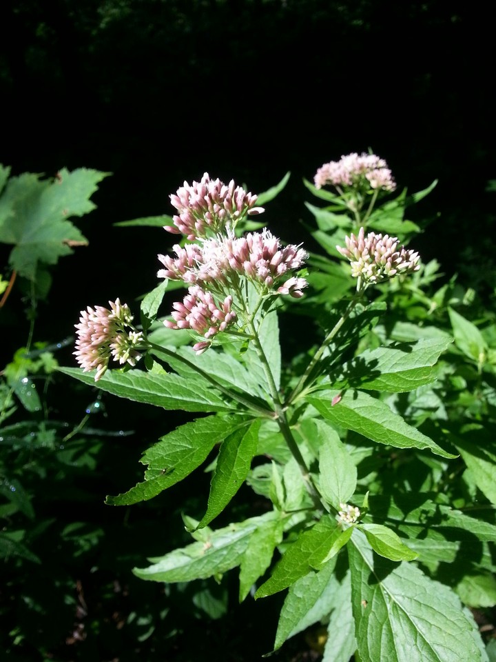 pinkflower