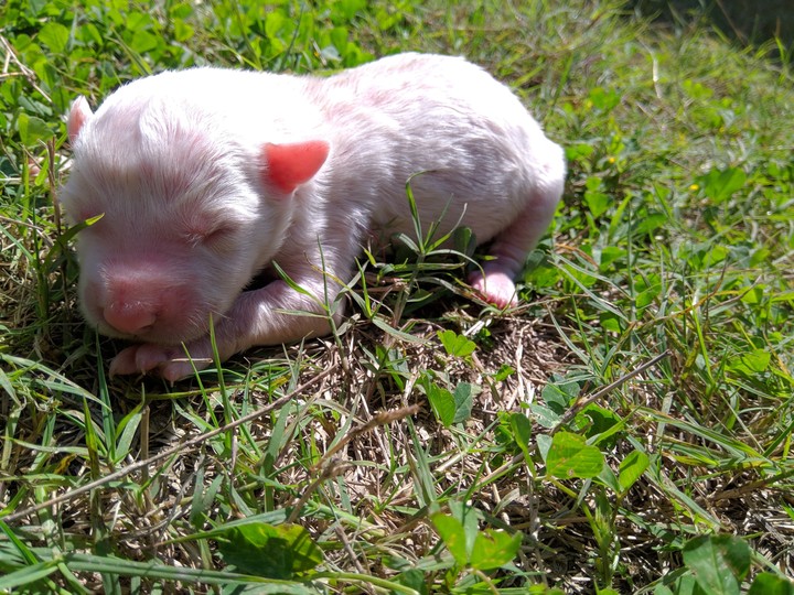 new born puppy