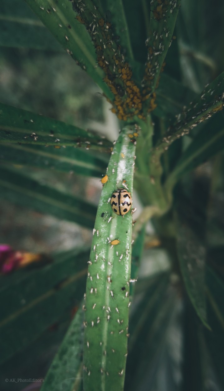 Nature
