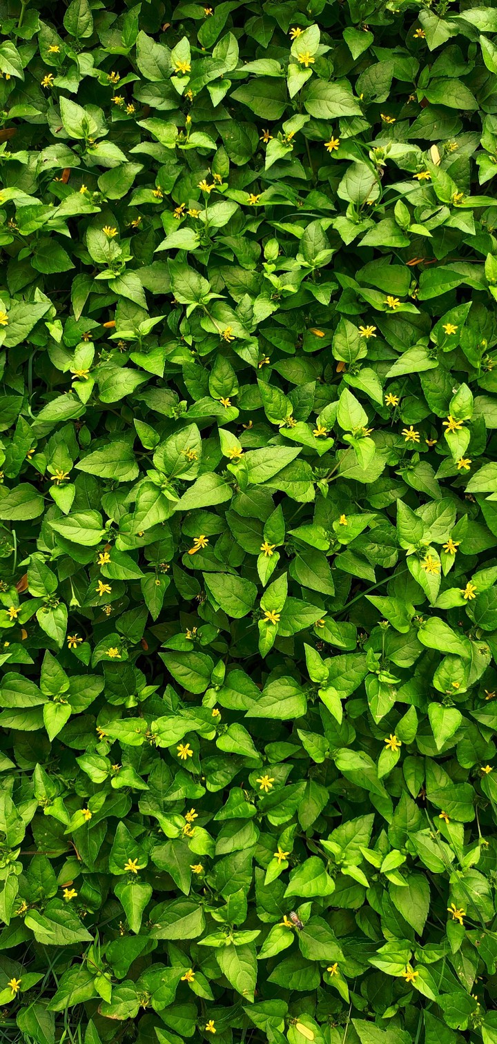 Go Green
