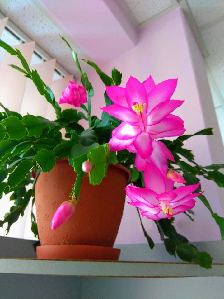 my flowers