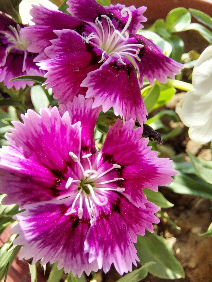purple flower