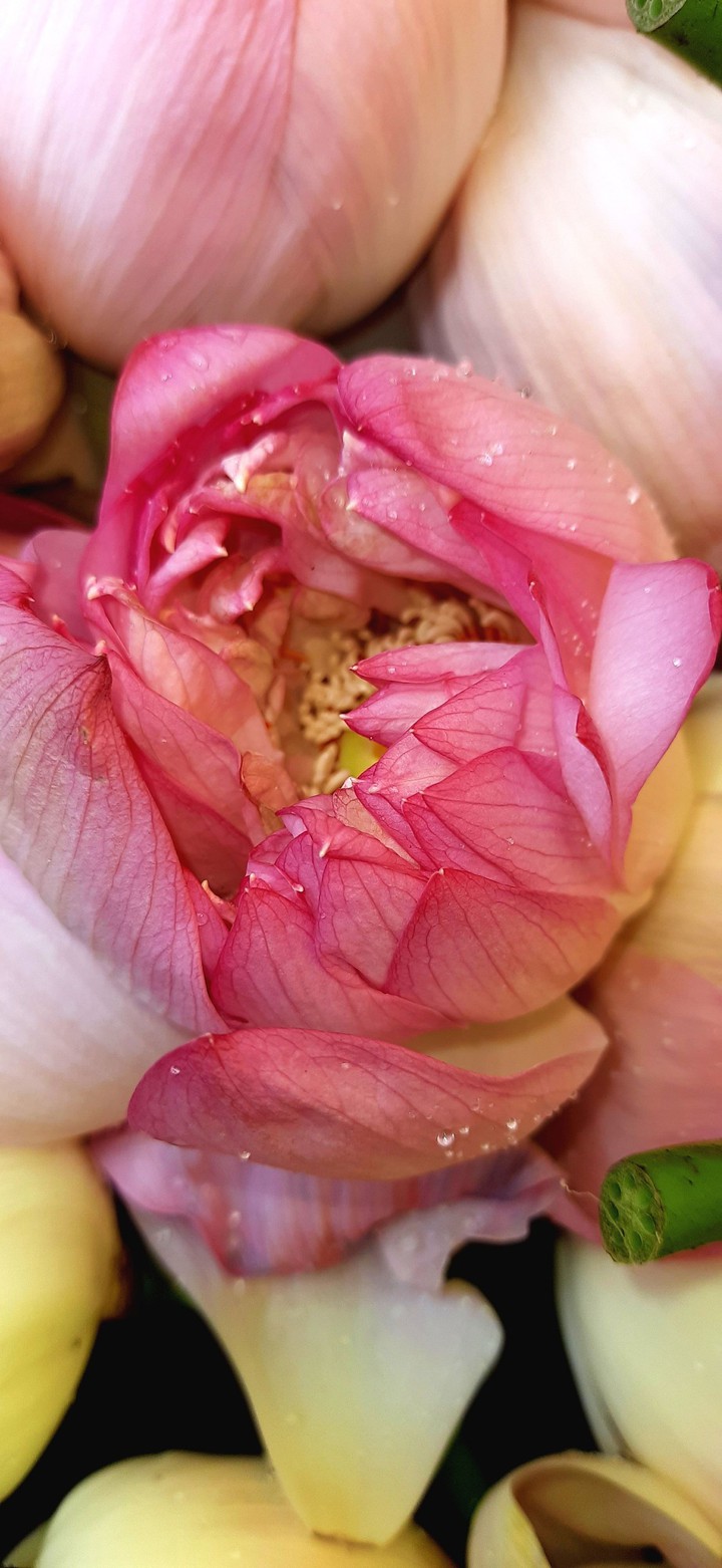 Lotus