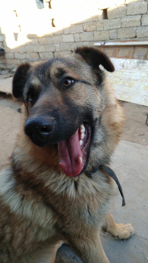 dog