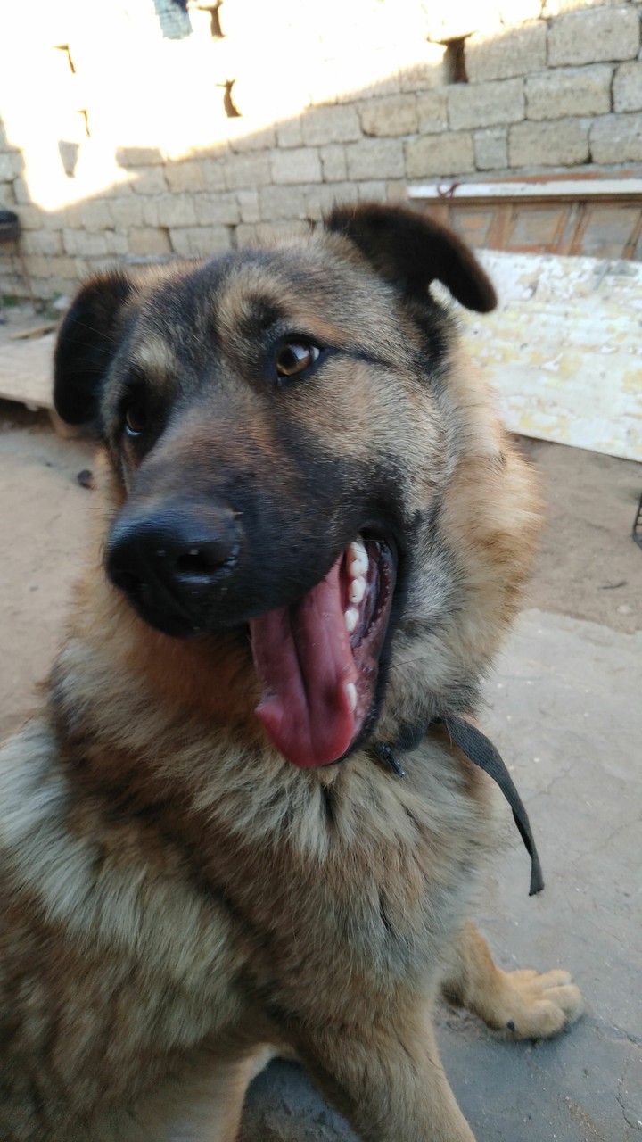 dog