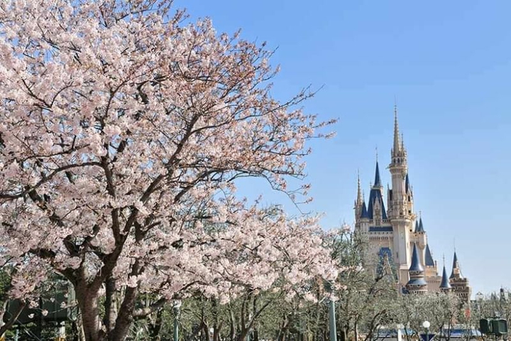 Two Spring fantasies - sakura & castle
