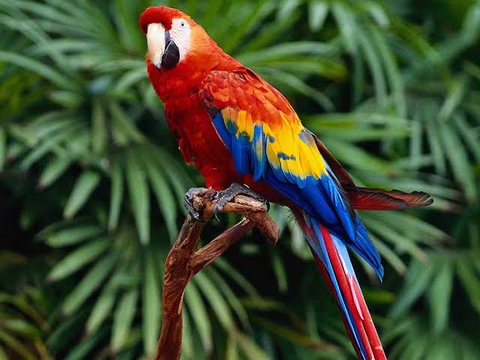 обои macaw, beak