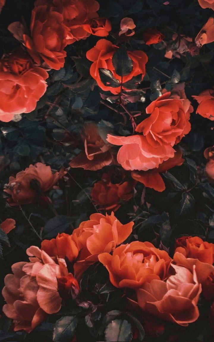 Garden rose in the looking-glass