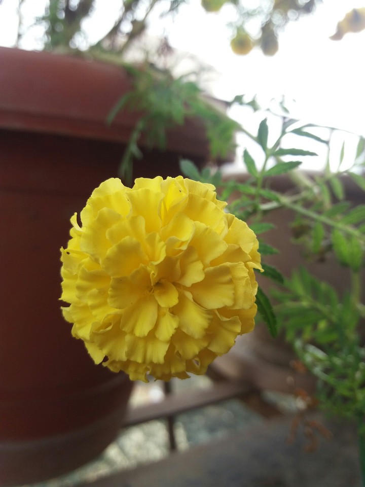 yellow flower
