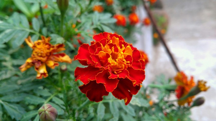 flowers