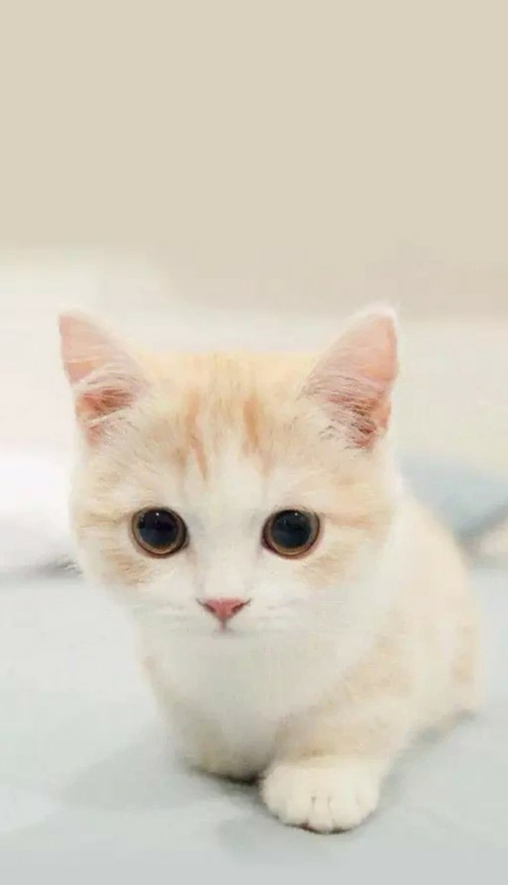 고양이