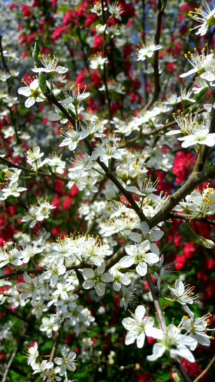 spring