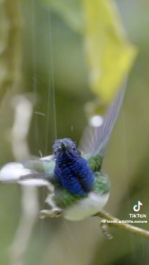 colibrí orgullo del continente americano