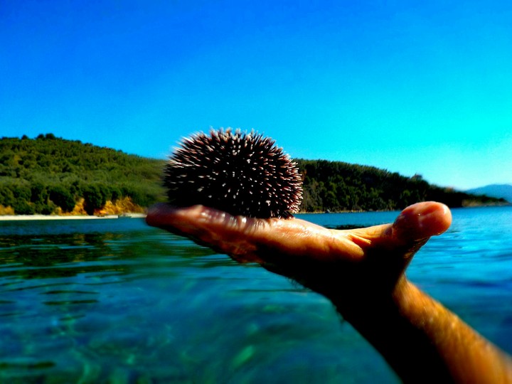 pelion greece - royal sea urchin
