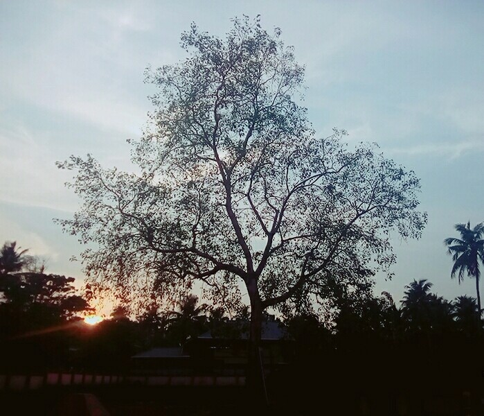 lime light