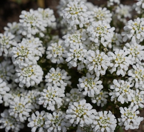 petal, chickweeds Hintergrundbilder