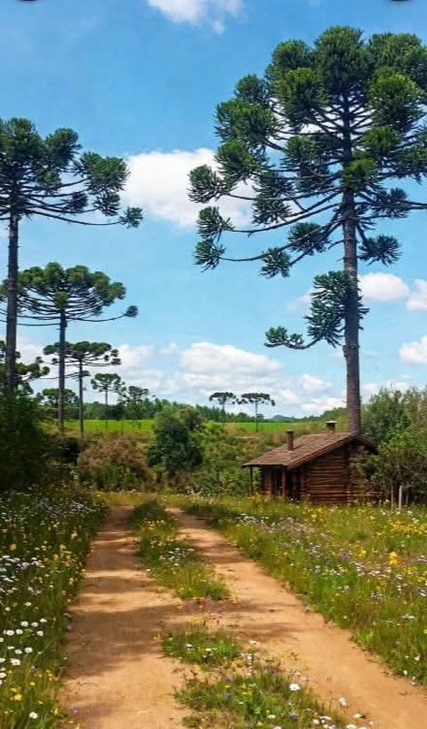 My Araucárias - Pinheiro