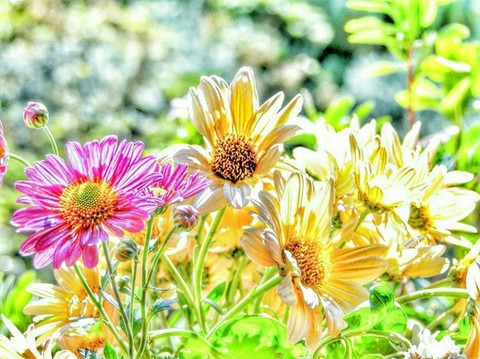 sfondi aster, wildflower