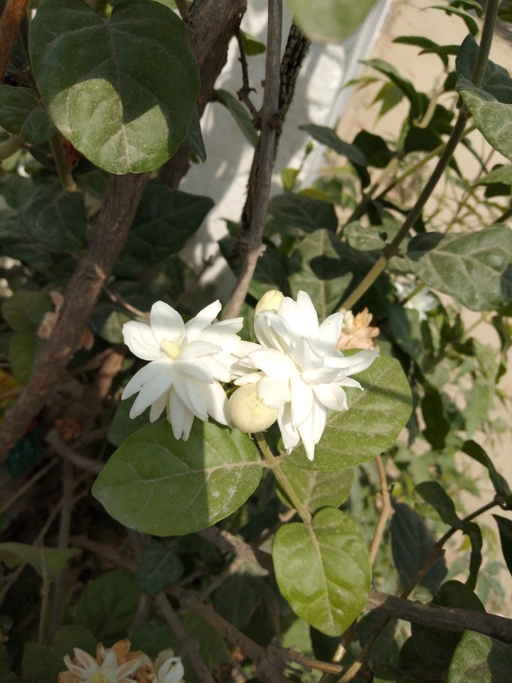 Jasmine