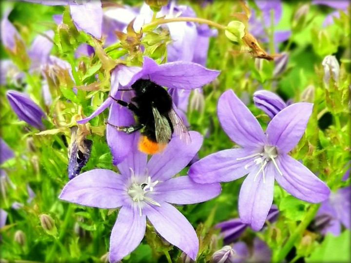 Eine Hummel in der Blume