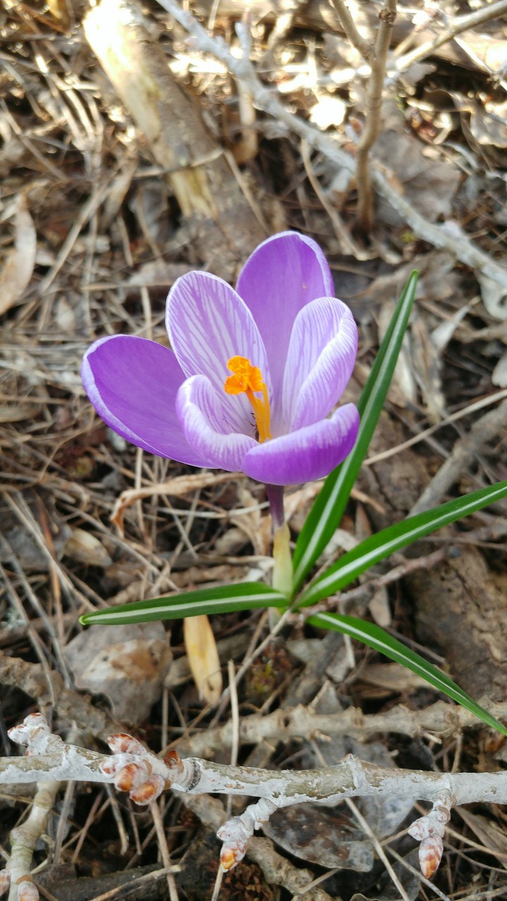 Spring
