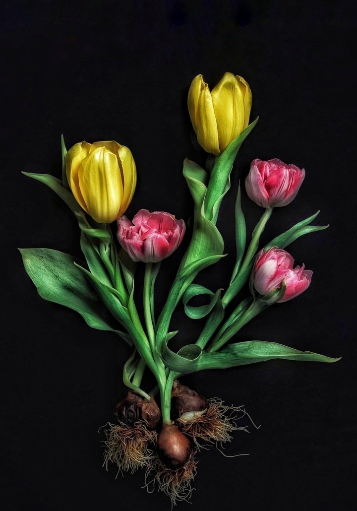 Tulips