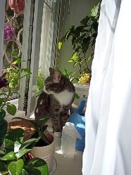 cat
