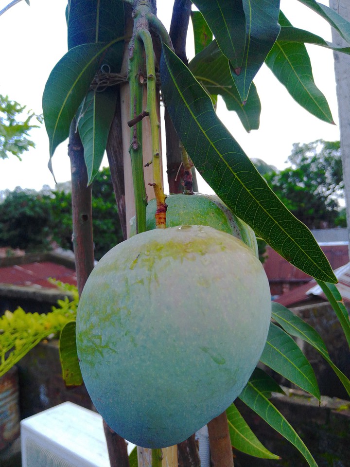 Mango