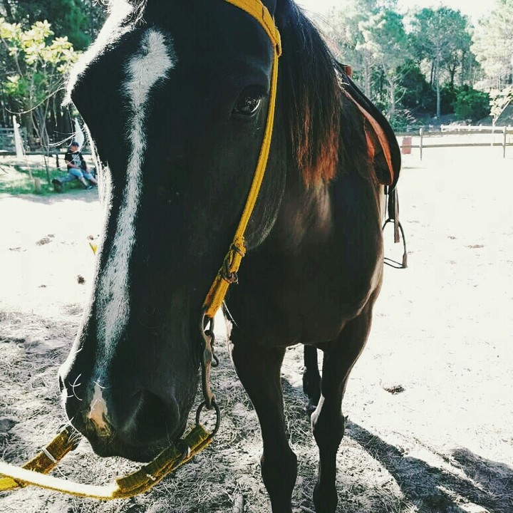 horse
