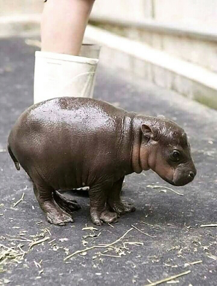 This is two hours baby of Hippo