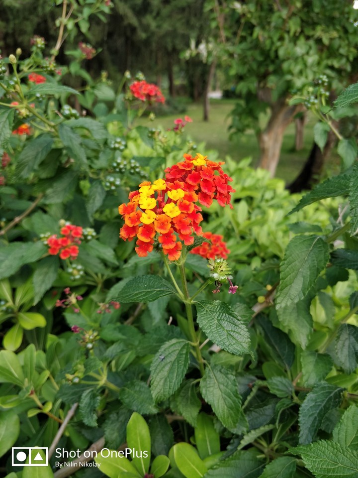 flower
