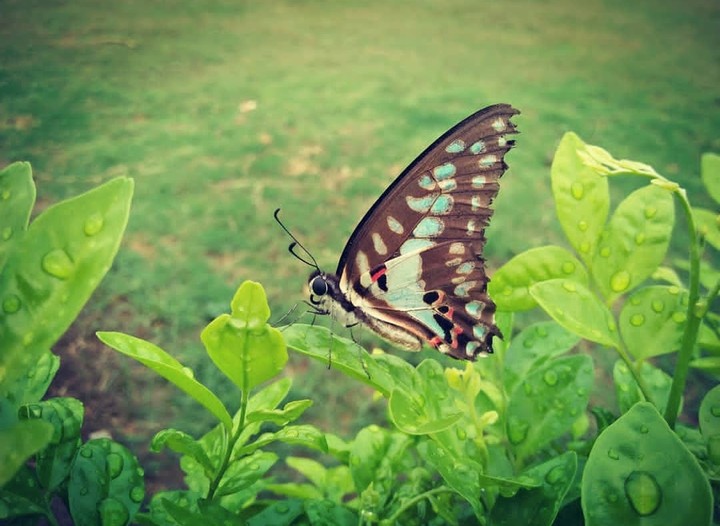 butterfly