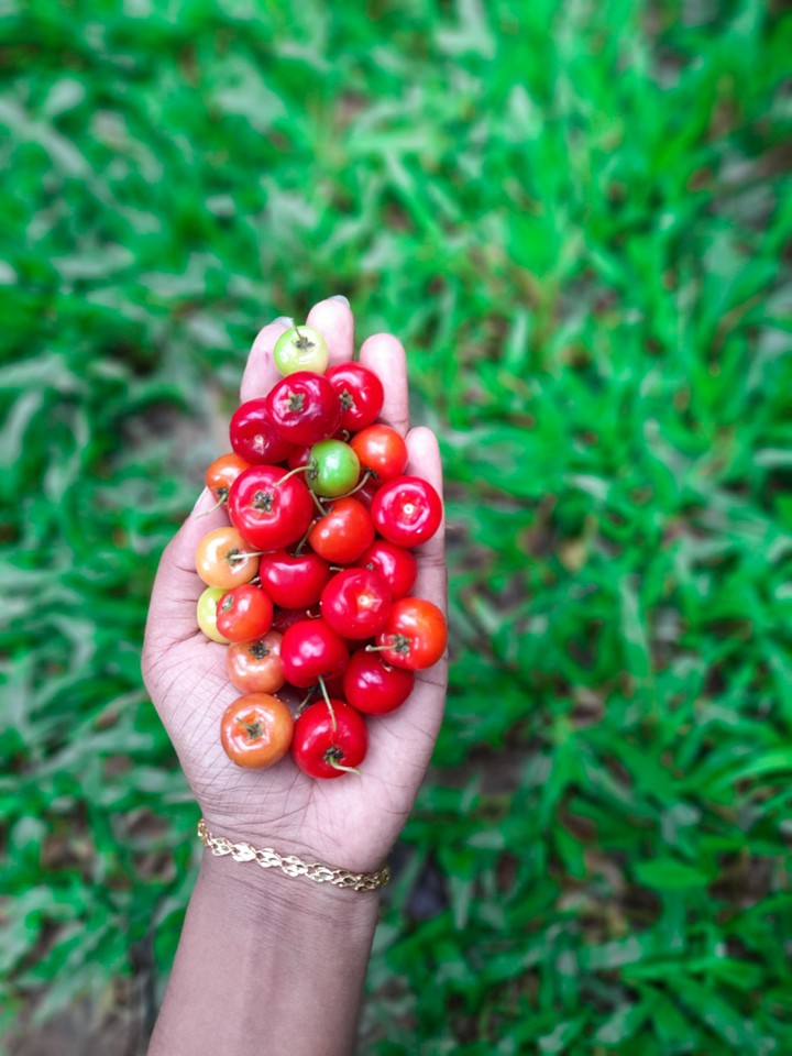 cherry