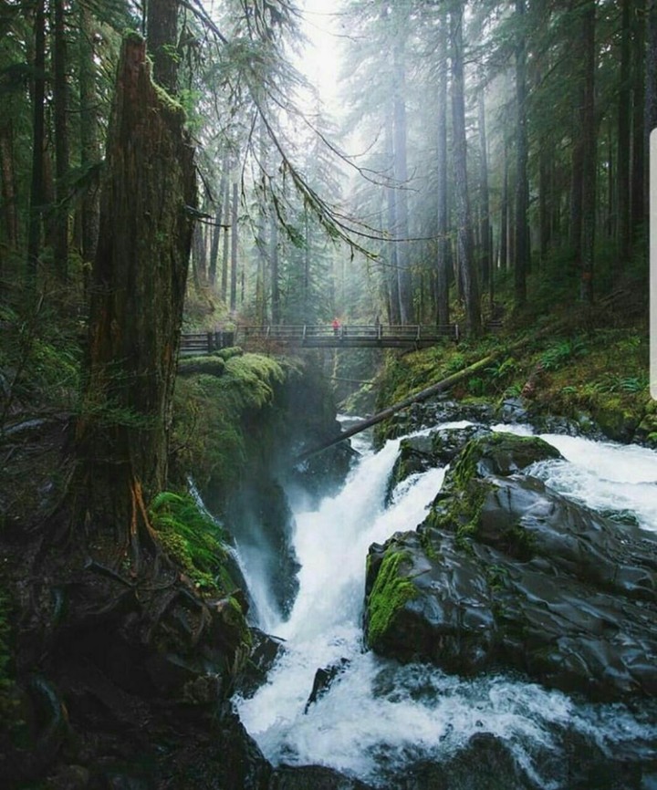 green forest