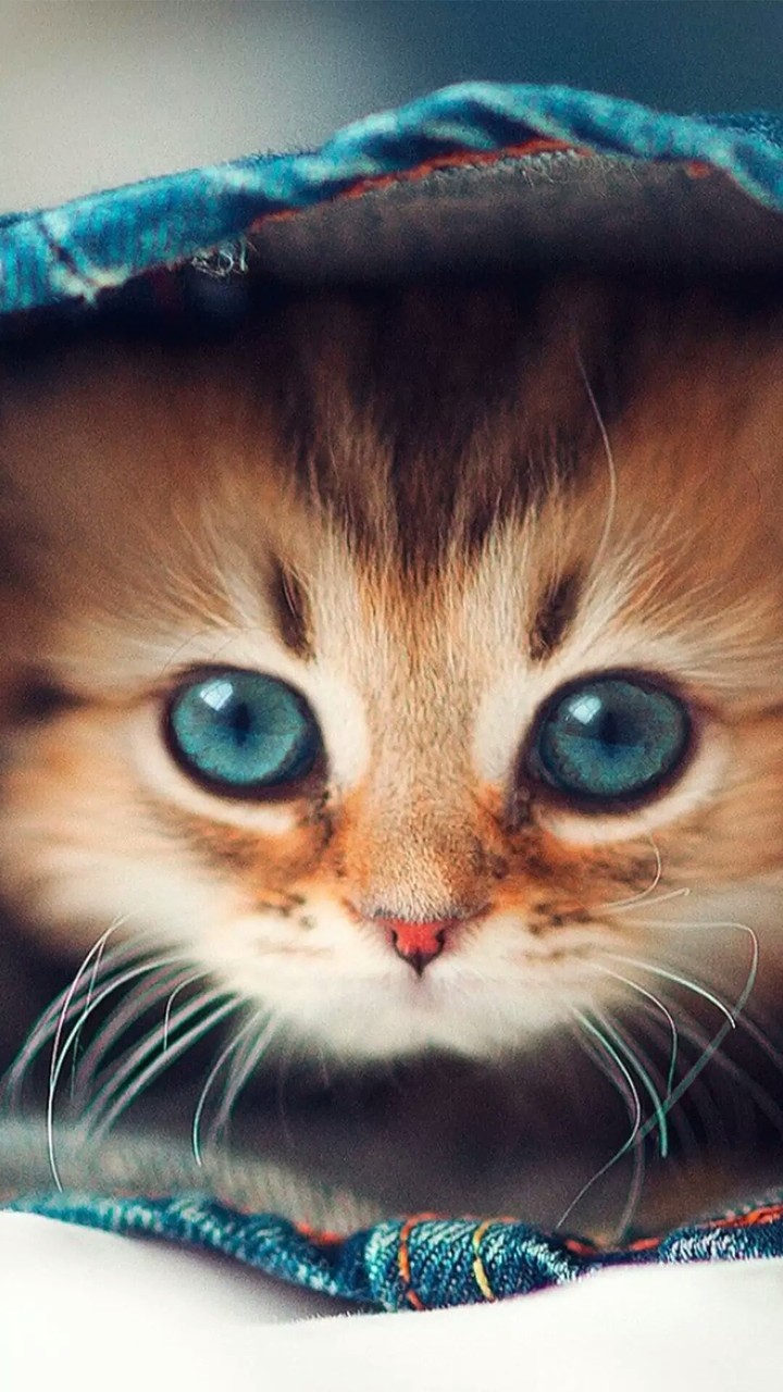 ohh sweet little kitten