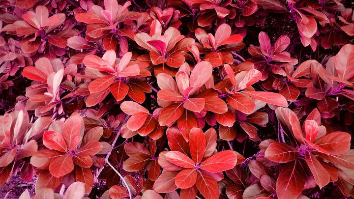 colour